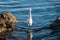 Snowy egret reflection in tide pool