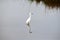 A snowy egret reflects on the greenway water as it hunts for prey