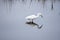 A snowy egret reflects on the marsh waterway on its daily search for small fish