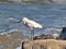 Snowy Egret on a Rock