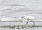 Snowy egret running on the beach