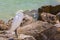 Snowy Egret On A Seaside Rocky Shore