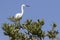 Snowy egret that sits on the top of a bush in the mangroves