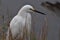 Snowy Egret Sits at Water`s Edge