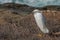 Snowy egret sitting in brush vegetation near the ocean