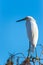 Snowy Egret sitting on tree.Mahogany Hammock Road.Everglades NP.Florida.USA
