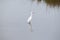 The snowy egret spots another fish in the shallow water of the north Florida island marsh