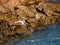 Snowy Egret Spreading Wings on the Rocks