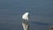 Snowy egret stalking