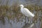 Snowy Egret Stalking a Fish in Shallow Water