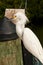 Snowy egret standing on a concrete dock searching for next meal