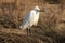 Snowy Egret standing on the grassy Marsh