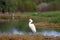 Snowy Egret Standing by a Lake (Large File)
