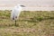 Snowy Egret standing on one leg