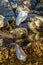 Snowy egret standing on a rocky shoreline with bushes many reflections