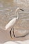 Snowy egret standing at shoreline of tropical waters