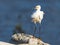 Snowy Egret Standing on some Rocks along the Shoreline