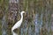 Snowy egret standing in the water.Big Cypress National Preserve.Florida.USA