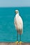 Snowy egret standing on wood rail of a pier in tropical ocean