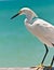 Snowy egret standing on wood rail of a pier in tropical ocean