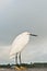 Snowy egret, standing on a wood railing