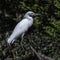 Snowy Egret stands on shoreline