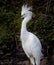 Snowy egret stands tall facing in left profile at Myakka river State Park