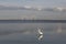 Snowy Egret with the Sunshine Skyway Bridge in the background