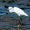 Snowy Egret Swallowing his Dinner