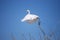 Snowy Egret take off