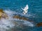 Snowy Egret Taking Flight as a Wave Splashes