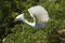 Snowy egret taking off from a shrub in central Florida.