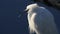 Snowy egret tongue