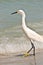 Snowy egret, on a tropical shoreline searching for next meal