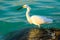 Snowy Egret Venice Florida North Jetty