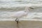 Snowy Egret Wades in the Surf