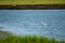 Snowy Egret wading across marsh along New Jersey shore