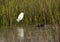 A snowy egret wading in a marsh.