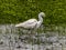 Snowy Egret Wading in the Rain