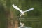 Snowy Egret Wading in shallow edge of lake