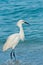 Snowy egret wading in tropical waters