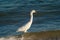 Snowy Egret wading through water