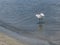 Snowy Egret Wading with Wings Lifting