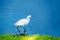 Snowy egret walking against empty blue space