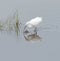 Snowy Egret walks along the shallow marsh waters looking for a meal