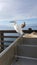 Snowy Egret or White Heron and Young Seagull at Ocean Beach Pier