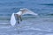 Snowy Egret with Wings Spread