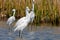 Snowy Egrets