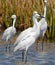 Snowy Egrets