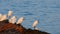 Snowy Egrets